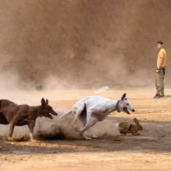 PATPET NFC Pet ID Tag & P910 3000-ft Outdoor Remote Dog Training Shock ECollar, Black, 2 Count -Pawsphoria Sales Store 522926 PT2. AC SS1800 V1668027272