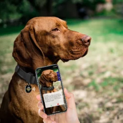 PATPET NFC Pet ID Tag & P910 3000-ft Outdoor Remote Dog Training Shock ECollar, Black, 2 Count -Pawsphoria Sales Store 522926 PT3. AC SS1800 V1668027396