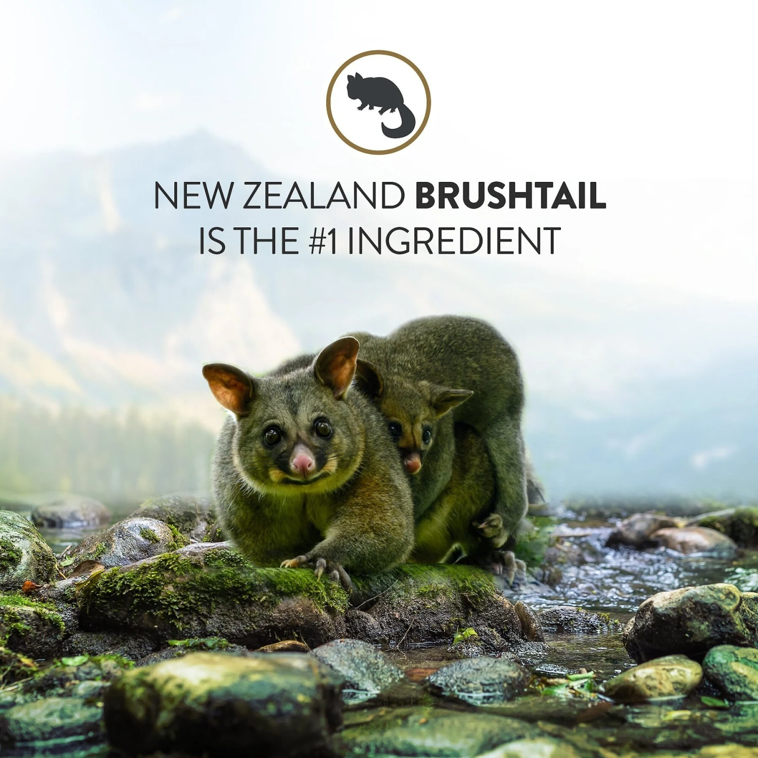 Addiction Perfect Summer Brushtail Raw Dehydrated Dog Food 4 Addiction Perfect Summer Brushtail Raw Dehydrated Dog Food - Image 4