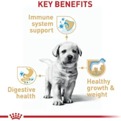 Royal Canin Breed Health Nutrition Labrador Retriever Puppy Dry Dog Food -Pawsphoria Sales Store 61486 PT4. AC SS1800 V1697213153