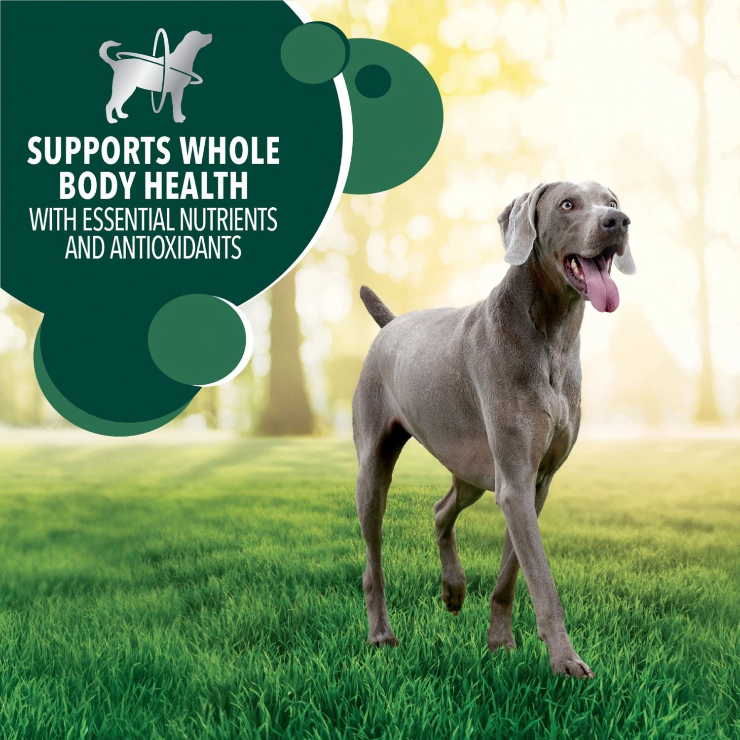 Iams Advanced Health Skin & Coat Chicken & Salmon Recipe Adult Dry Dog Food 9 Iams Advanced Health Skin & Coat Chicken & Salmon Recipe Adult Dry Dog Food - Image 9