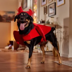 Frisco My Little Devil Dog & Cat Costume Accessory 14 Frisco My Little Devil Dog & Cat Costume Accessory -Pawsphoria Sales Store 706622 PT7. AC SS1800 V1689342200