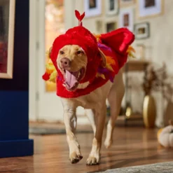 Frisco Flying Phoenix Dog & Cat Costume -Pawsphoria Sales Store 708150 PT7. AC SS1800 V1689343869