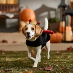 Frisco Glittered Ladybug Dog & Cat Costume 16 Frisco Glittered Ladybug Dog & Cat Costume -Pawsphoria Sales Store 708254 PT7. AC SS1800 V1689354959