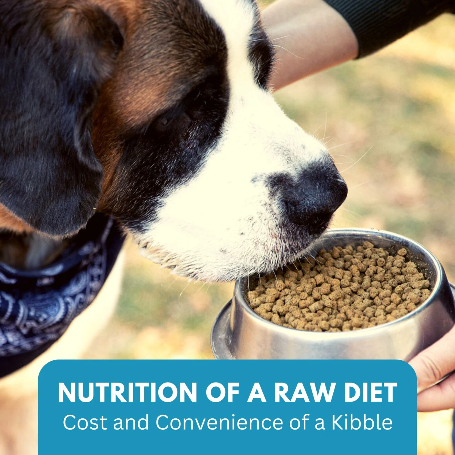 KetoNatural Ketona Salmon Recipe Grain-Free Adult Dry Dog Food 7 KetoNatural Ketona Salmon Recipe Grain-Free Adult Dry Dog Food - Image 7