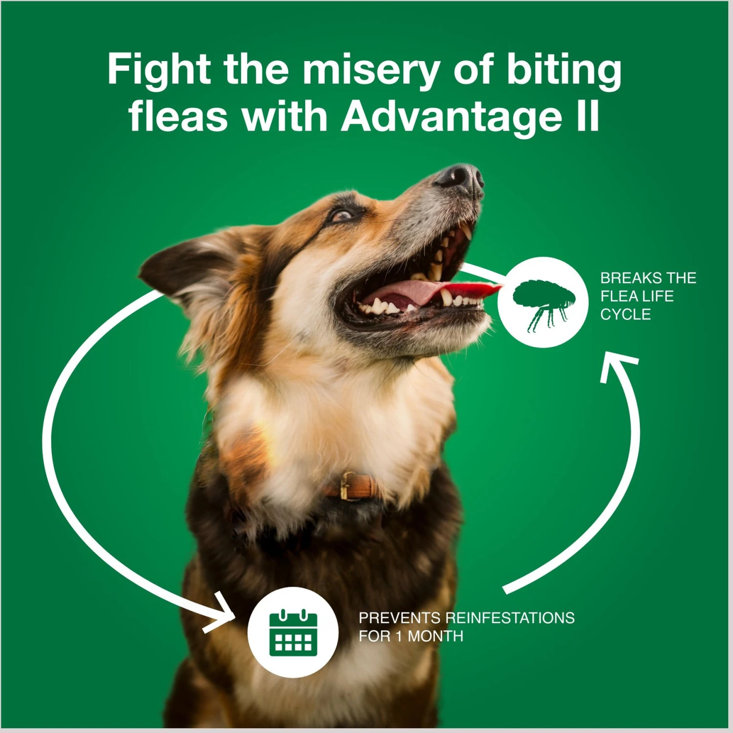 Advantage II Flea Treatment For Dogs, 21-55 Lbs 7 Advantage II Flea Treatment For Dogs, 21-55 Lbs - Image 7