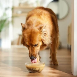 The Honest Kitchen Functional POUR OVERS Revive & Restore Chicken & Pumpkin Stew Dog Food Topper, 5.5-oz Can, Case Of 12 -Pawsphoria Sales Store 747366 PT3. AC SS1800 V1682711415