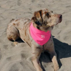 Canada Pooch Chill Seeker Cooling Dog Bandana 7 Canada Pooch Chill Seeker Cooling Dog Bandana -Pawsphoria Sales Store 758750 PT3. AC SS1800 V1677535639