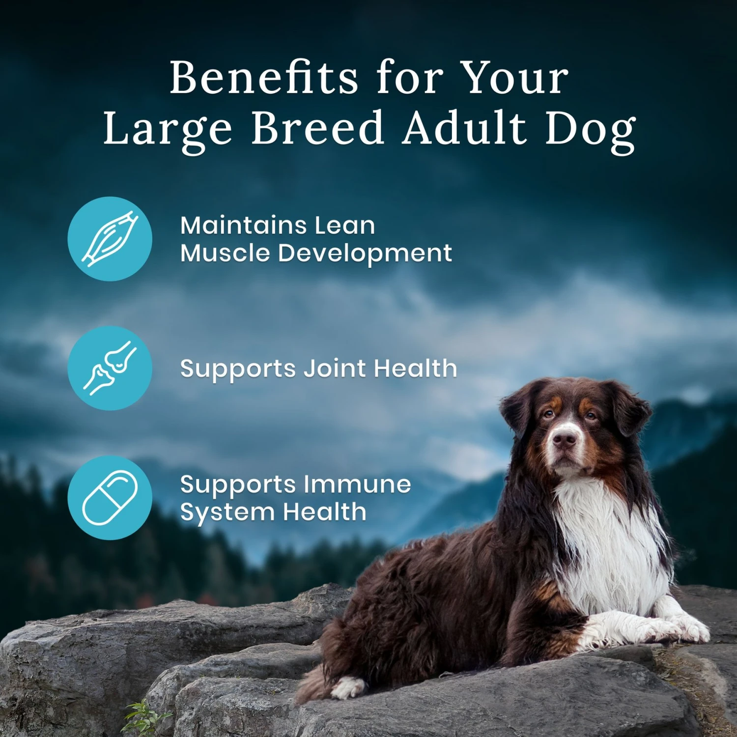 Blue Buffalo Blue Wilderness Premier Blend With Meaty Cuts Chicken Large Breed Adult Dry Dog Food, 24-lb Bag 7 Blue Buffalo Blue Wilderness Premier Blend With Meaty Cuts Chicken Large Breed Adult Dry Dog Food, 24-lb Bag - Image 7