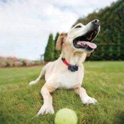 PetSafe Basic In-Ground Fence System -Pawsphoria Sales Store 77162 PT7. AC SS1800 V1663967690