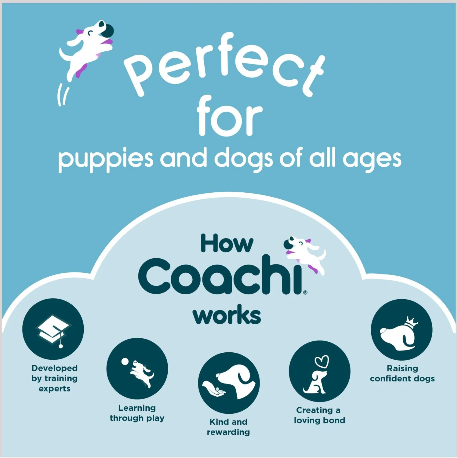 Coachi Tuggi Spider Dog Dummy, Navy 8 Coachi Tuggi Spider Dog Dummy, Navy - Image 8