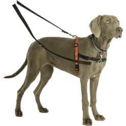 Halti Nylon Training Dog Lead -Pawsphoria Sales Store 89647 PT6. AC SS1800 V1558014768