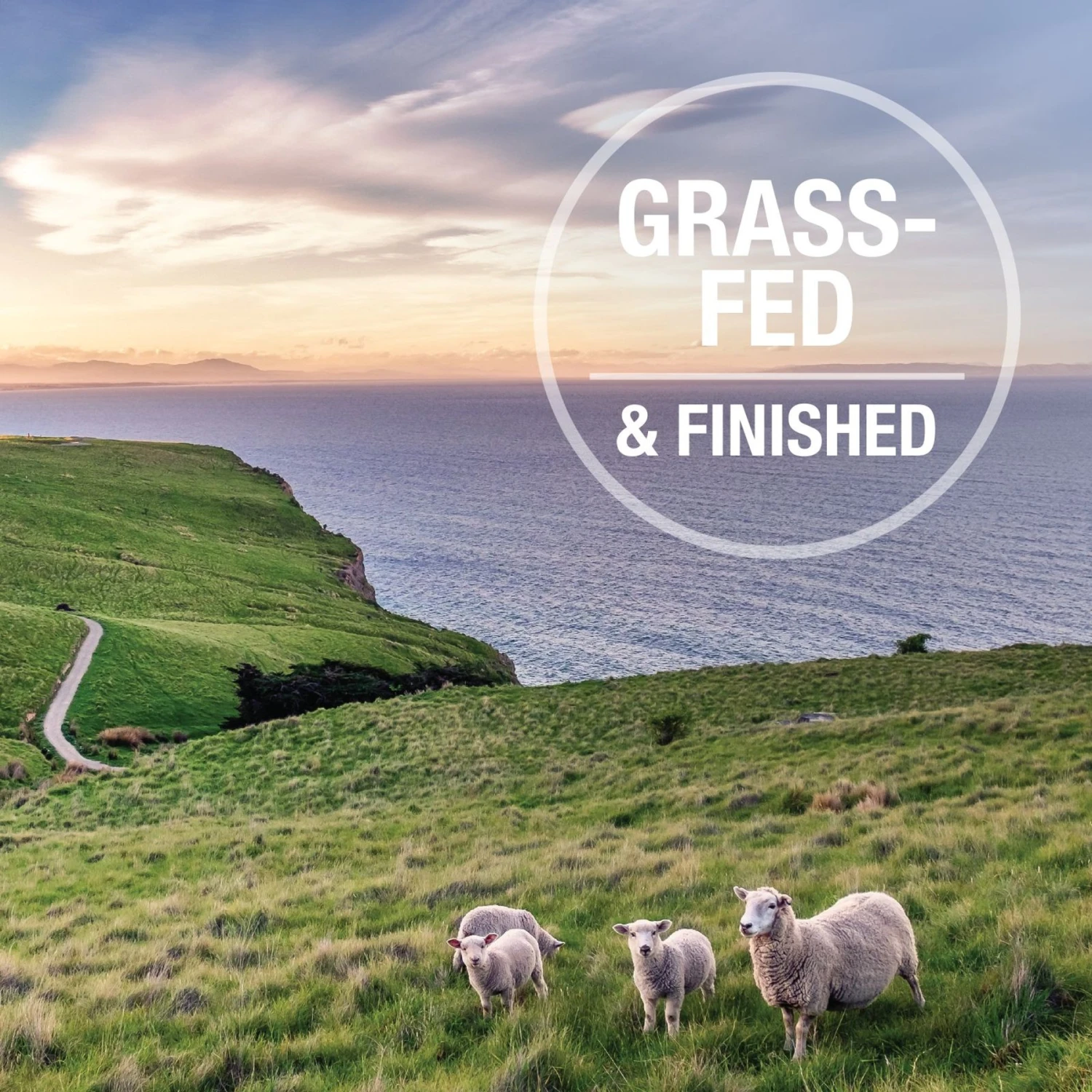 K9 Natural Beef Feast Freeze-Dried Dog Food Topper 6 K9 Natural Beef Feast Freeze-Dried Dog Food Topper - Image 6