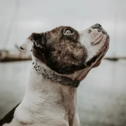 Herm Sprenger Ultra-Plus Training Dog Prong Collar & Herm Sprenger Ultra-Plus Prong Training Dog Collar Replacement Links, 3 Count -Pawsphoria Sales Store 947582 PT4. AC SS1800 V1693600754